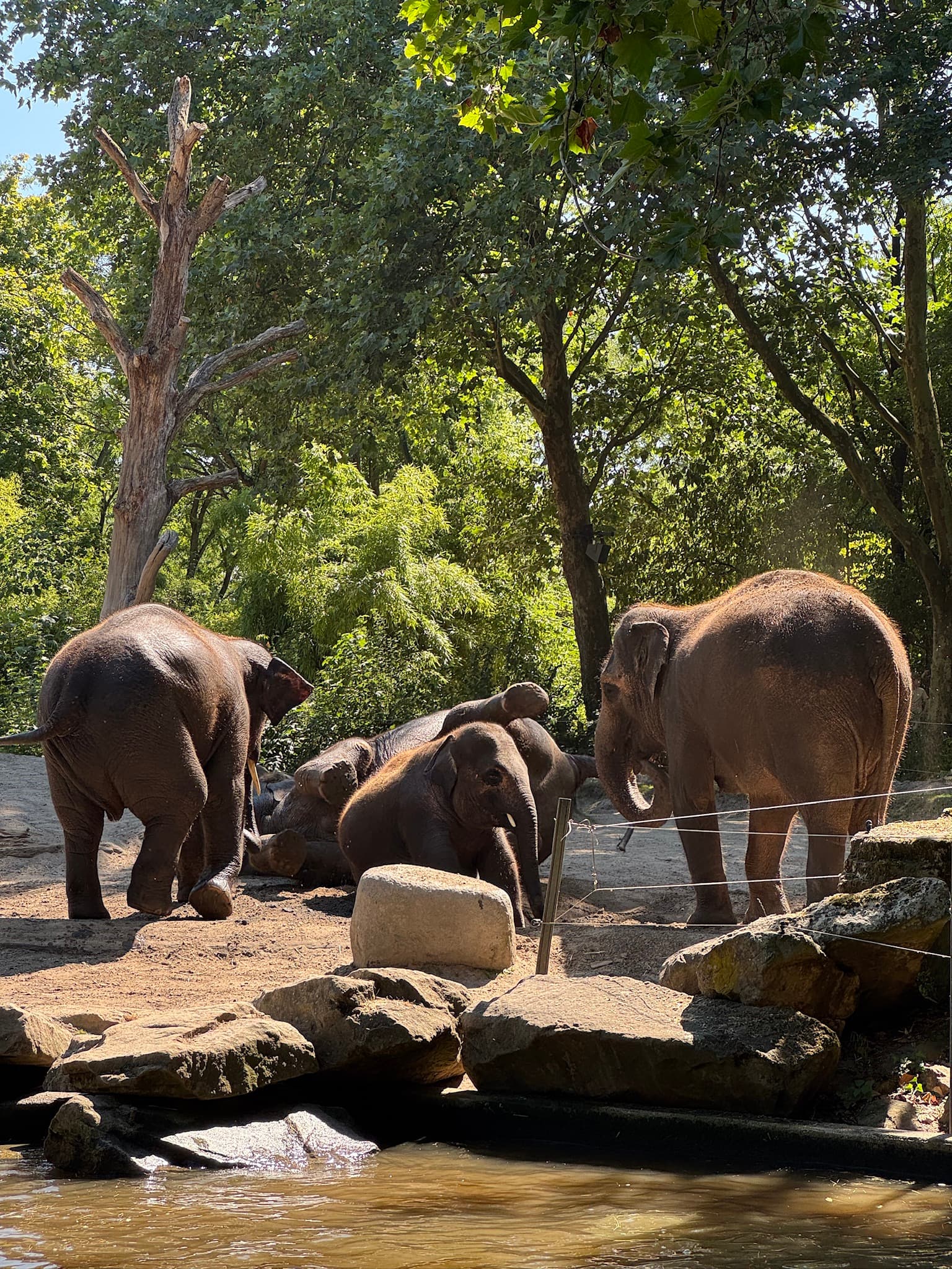 Several Asian elephants, including a young elephant, gathered beside rocks and a shallow pool in a leafy enclosure at Rotterdam Zoo